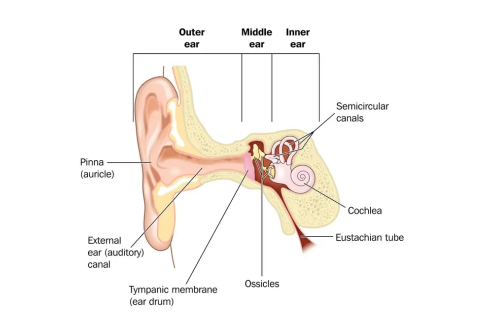 eustachian tubes what causes gallstones? what are the symptoms of gallstones?