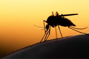 how do you get malaria, what are the symptoms of malaria and is malaria contagious?
